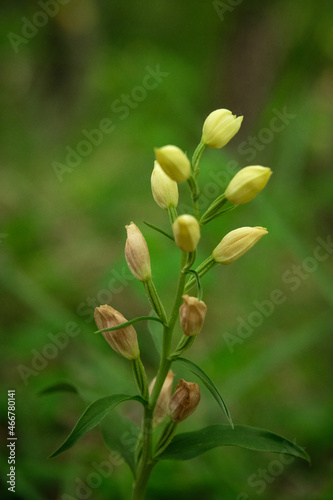 beautiful wild orchids in the forest