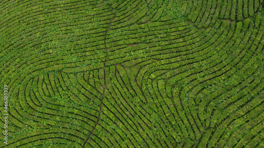 Fototapeta premium Aerial view of tea plantation with incredible geometry. Drone top view