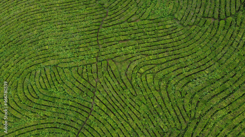 Aerial view of tea plantation with incredible geometry. Drone top view