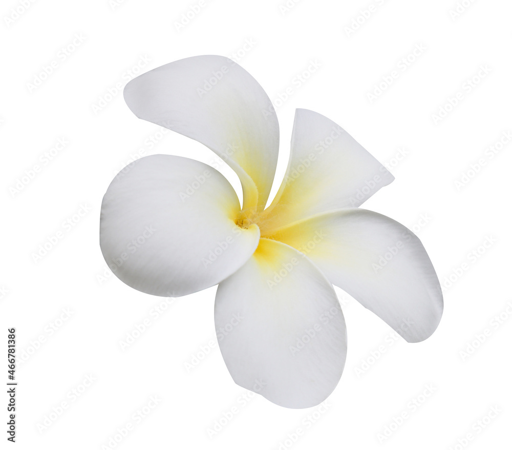 frangipani flowers isolated on white