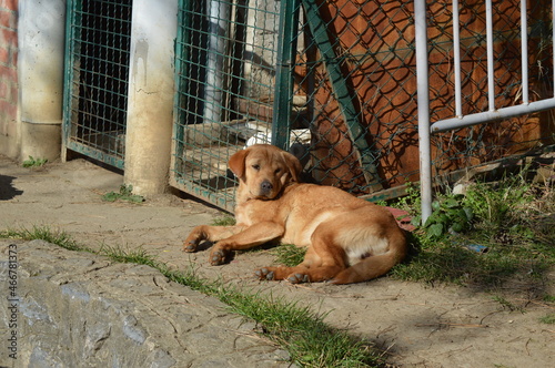 dog in the yard