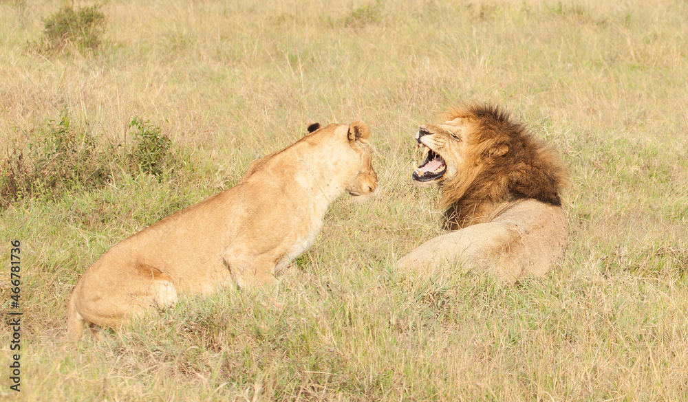 Mating lions snarling and tenderness in the wilds of the Masai Mara in Kenya Mating lions snarling and tenderness in the wilds of the Masai Mara in Kenya