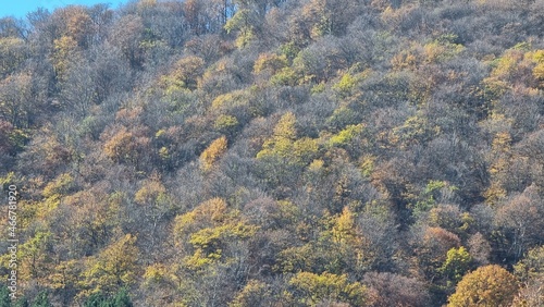 autumn forest in the cocausus mountains,Georgia 