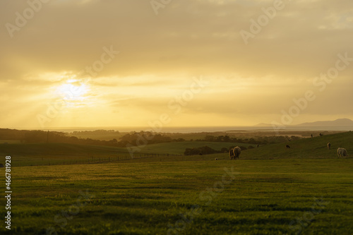Golden sunset over a peaceful Australian meadow