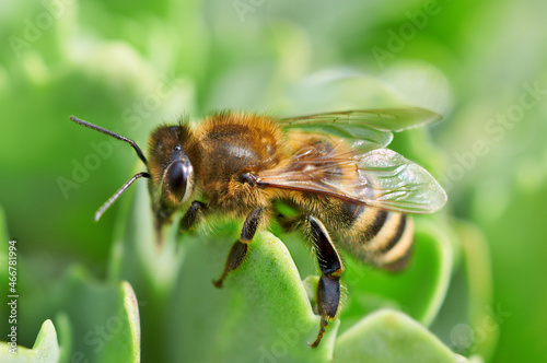 Bee drinking water from the drops of dew. Macro Shot of Honey Bee © Nikamata