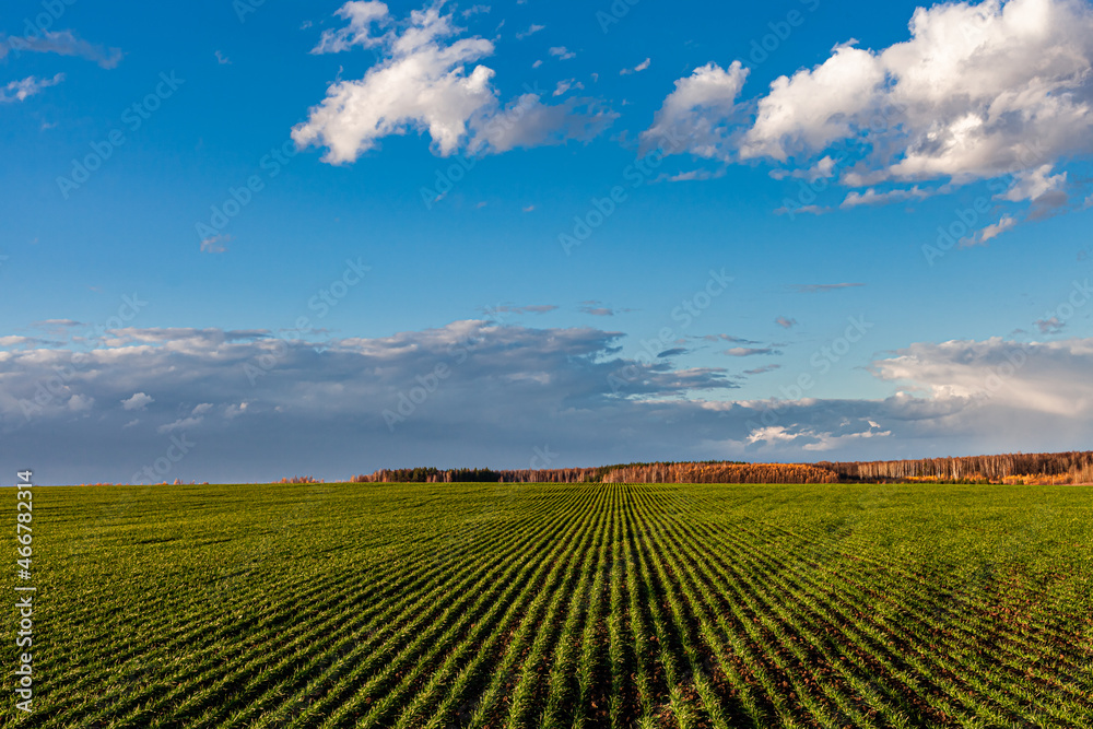 green field with young crops against blue sky