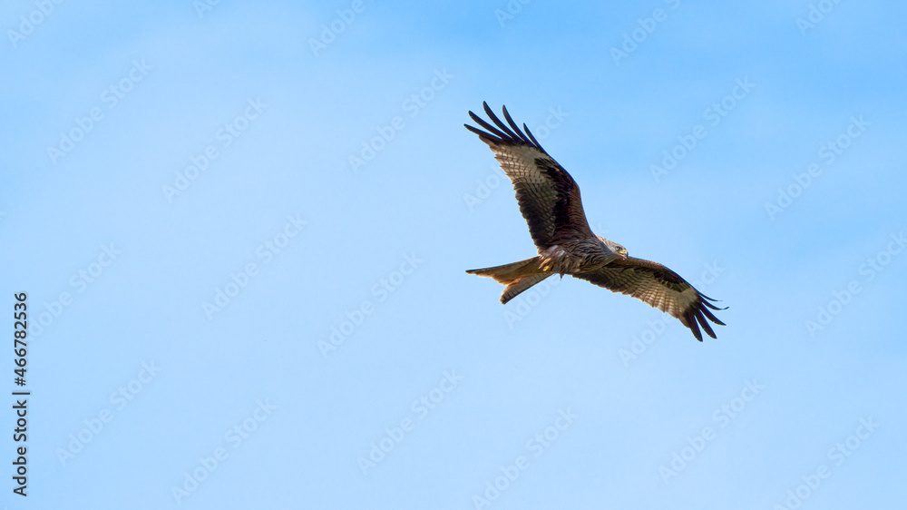 Fototapeta premium Red kite (bird of prey) close up in the air on a sunny day