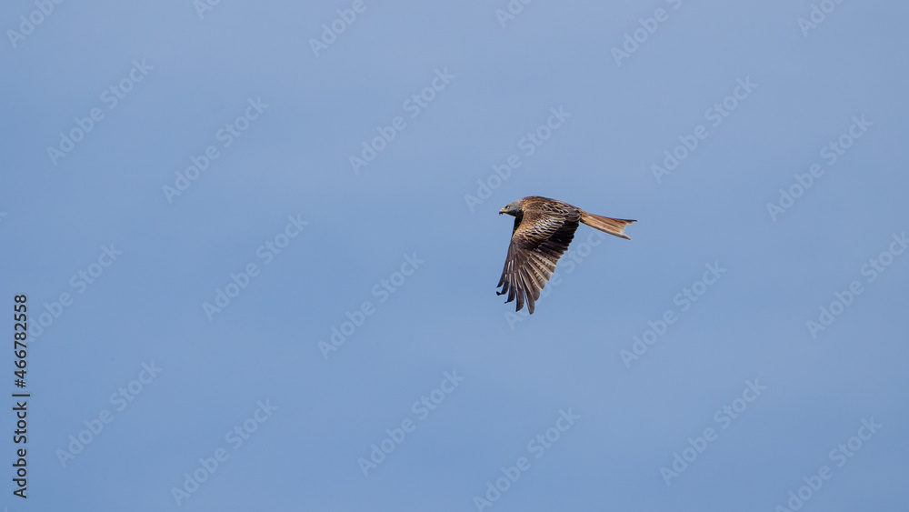 Fototapeta premium Red kite (bird of prey) close up in the air on a sunny day