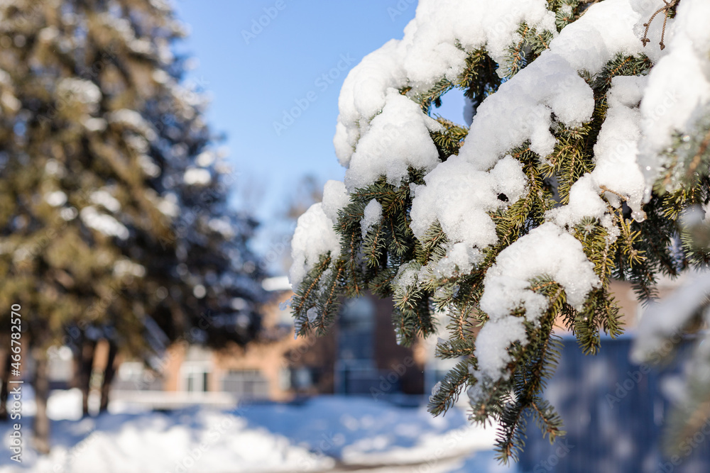 Snow on trees near houses on cold winter sunny day Snow on trees near houses on cold winter sunny day