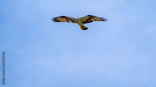 osprey eagle bird in flight (bird of prey) close up in the air on a sunny day 