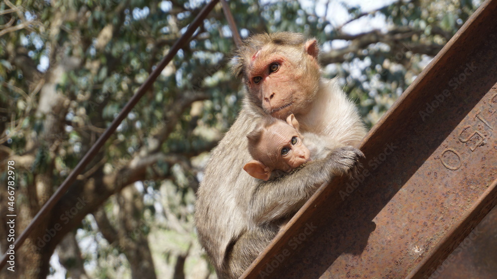 Fototapeta premium Monkeys - mother and son