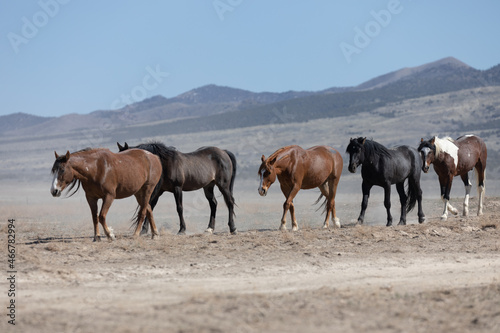 Herd of Wild Horses in the Utah Desert