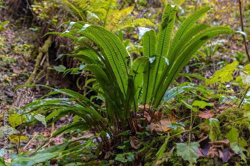 Polypodium vulgare, the common polypody with sori © Goran