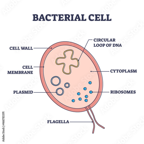 Bacterial cell structure with anatomical inner parts sections outline diagram. Labeled educational microorganism example with scientific detailed closeup vector illustration. Biological explanation.