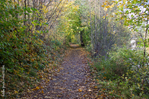Small road running through forest with colorful autumn foliage and leaves on ground