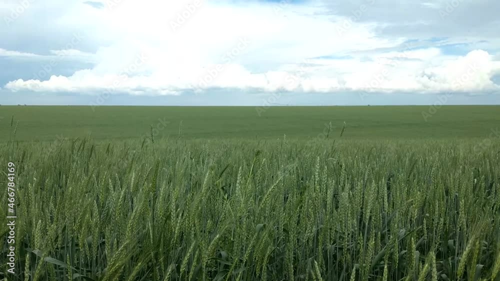 a green wheat field with large ears full of ripening grains swaying in the wind under a blue sky on a clear sunny day a green wheat field with large ears full of ripening grains swaying in the wind under a blue sky on a clear sunny day