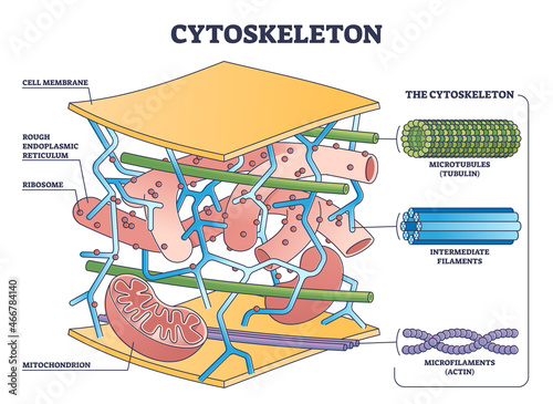 Cytoskeleton structure as complex dynamic network of interlinking protein filaments outline diagram. Labeled educational cell with microtubules and microfilaments explanation vector illustration. photo