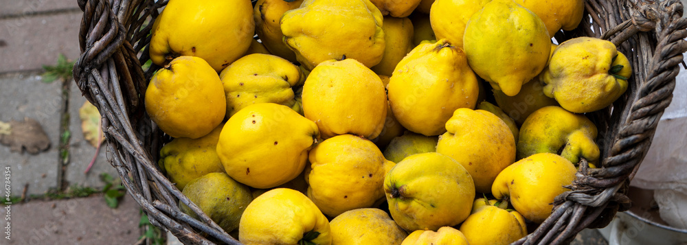 A lot of apple quince. Ripe, fresh, yellow Quinces in baskets. Template. Food Background.