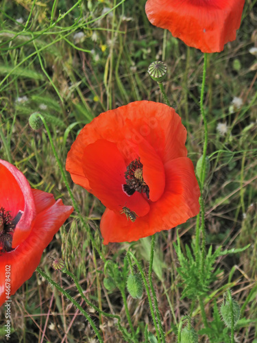 In the reserved steppe.Composition 2.