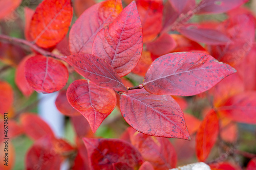 Red leaves of Euonymus shrub on branch in autumn. Colorful fall background