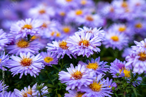 Blue aster perennial or chrysanthemums, floral background