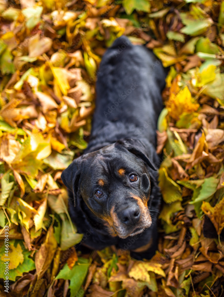 Rottweiler Hund liegt im Laubhaufen Blick von oben im Herbst Stock ...