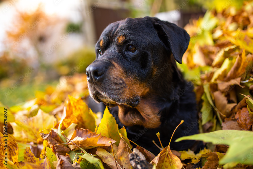 Rottweiler Kopf Hund liegt im Laubhaufen im Herbst