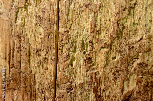 A textured pattern created on a tree trunk by bark beetles. Early spring.
