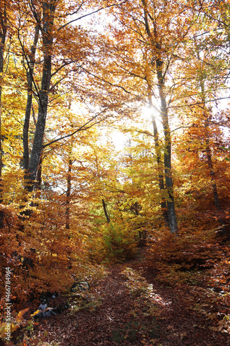 BOSCO DI FAGGI IN AUTUNNO