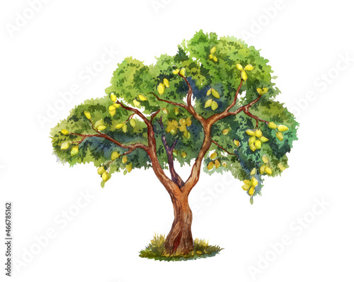 Fotografija Lemon tree with many lemons on branches