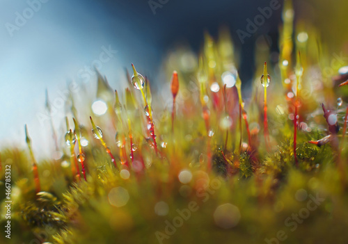 Macro shot of  Bryum moss (Pohlia nutans) on dark background. Rain drops on moss