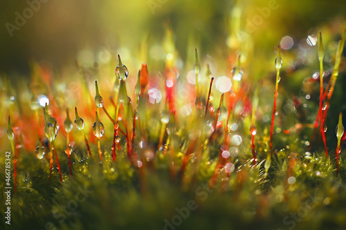 Macro shot of  Bryum moss (Pohlia nutans)  in forest. Rain drops on moss