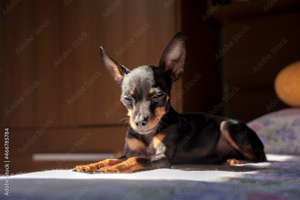 Pinscher dog lying on the bed. Beautiful. Dog concept. Pet concept.\nPinscher Concept.