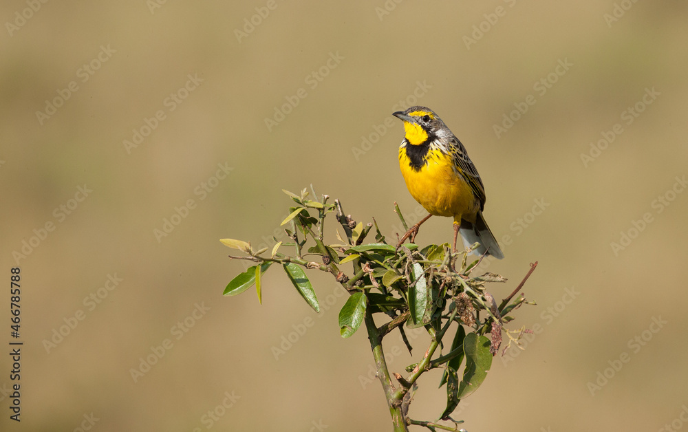 Obraz premium Yellow-throated longclaw in Africa