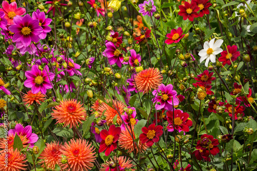 Vibrant, colorful, beautiful dahlias in summertime 