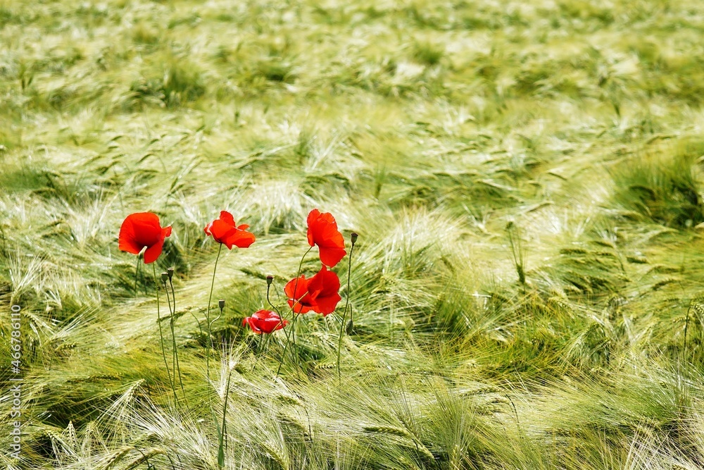 Fototapeta premium red poppy flowers