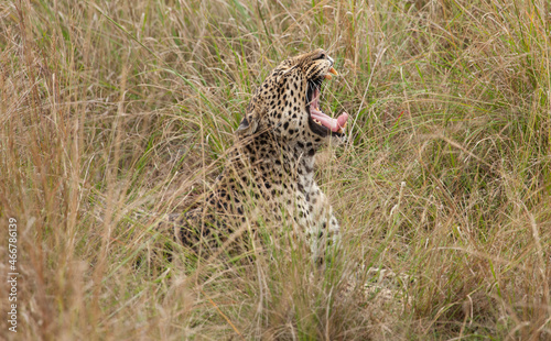 Wild leopard in action while on safari in the Masai Mara, Kenya
