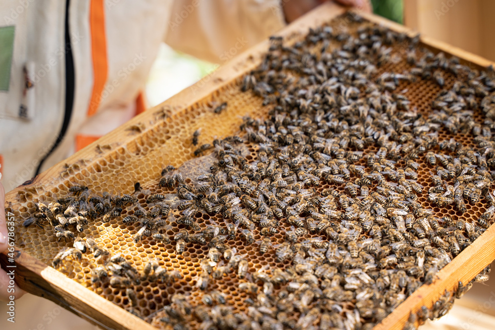 Caucasian female beekeeper working with honeycomb frame from beehive on mountains background. Happy Woman Beekeeper harvesting honey, work with bees in apiary. Honey making, small business, hobby Caucasian female beekeeper working with honeycomb frame from beehive on mountains background. Happy Woman Beekeeper harvesting honey, work with bees in apiary. Honey making, small business, hobby