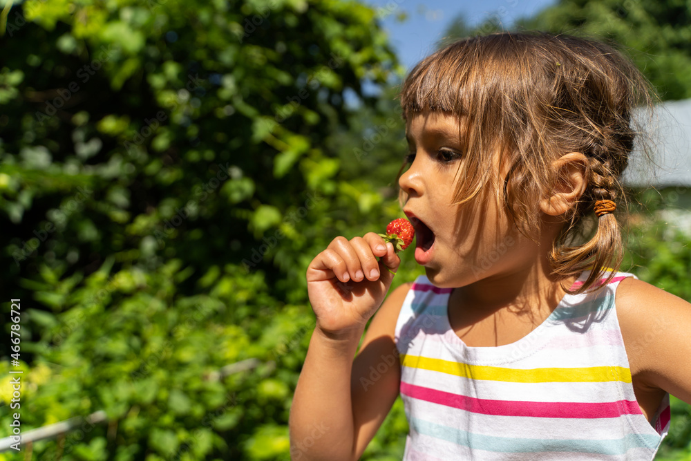 Cute girl holds a fresh strawberry in her hand from strawberry farm. Child eating strawberries in background of the green garden Cute girl holds a fresh strawberry in her hand from strawberry farm. Child eating strawberries in background of the green garden