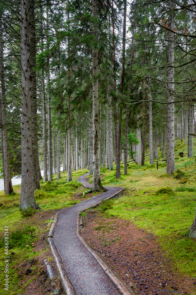 Obraz premium Path into the Forest