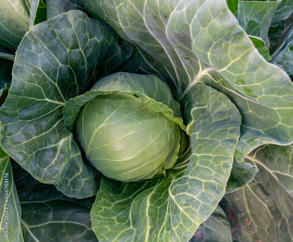 head of young green cabbage close-up.