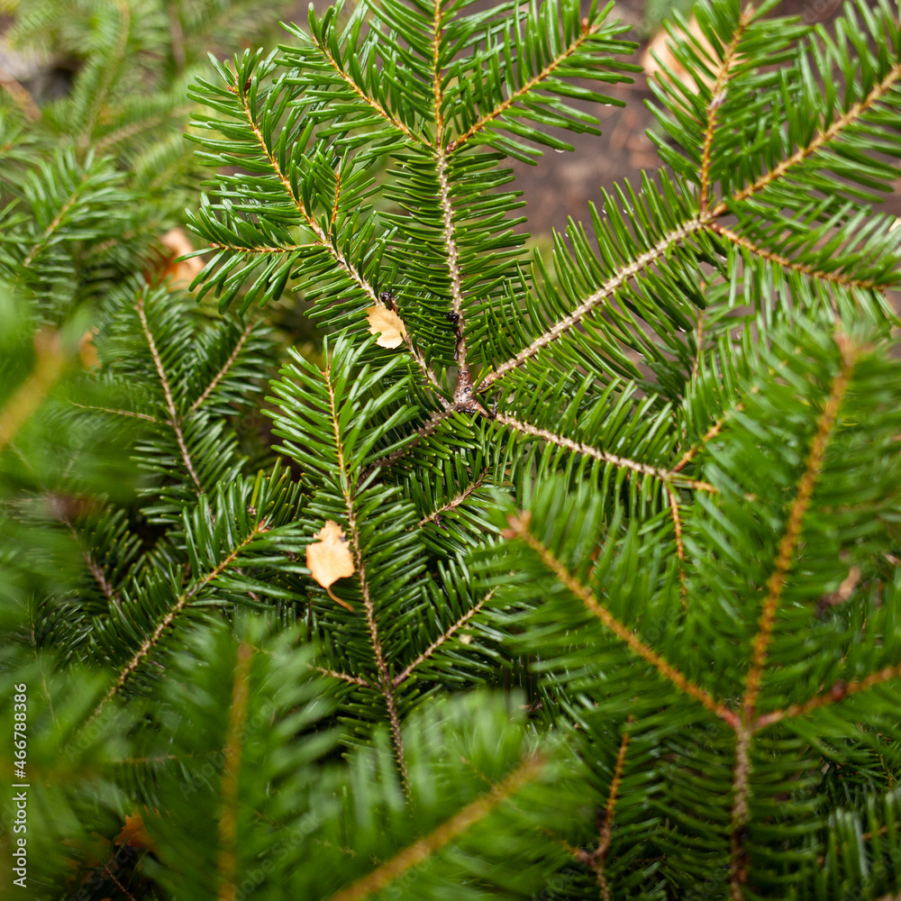 close up of pine needles close up of pine needles