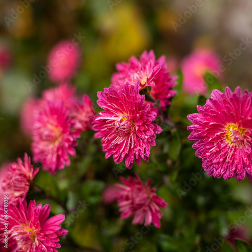 pink flower