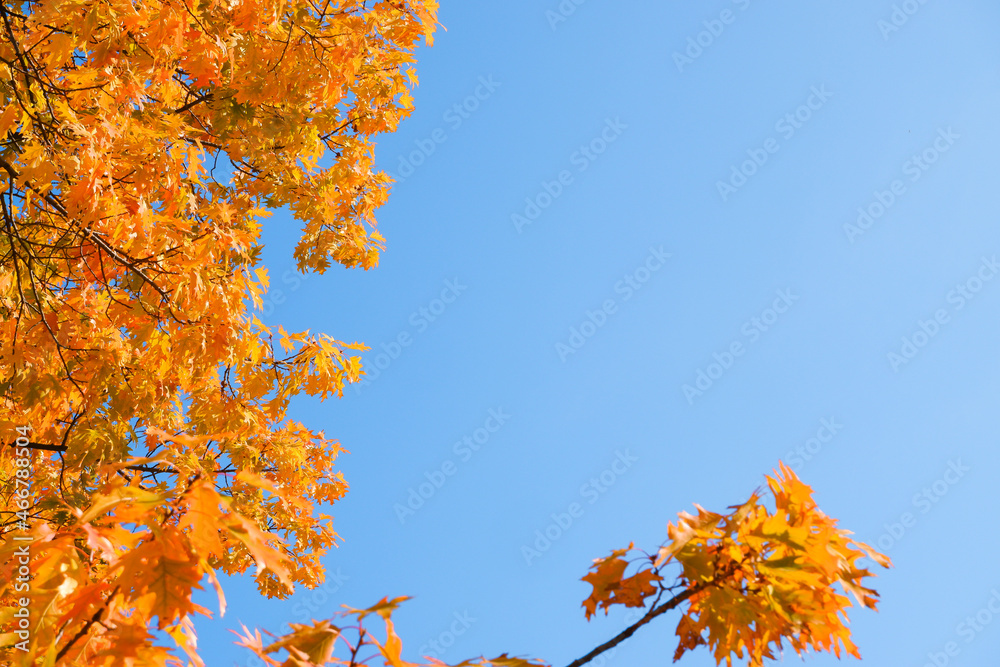 Autumn background. Yellow orange red leaves on a tree against the blue sky. Bright yellow leaves on autumn birches Autumn background. Yellow orange red leaves on a tree against the blue sky. Bright yellow leaves on autumn birches