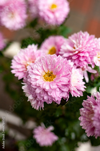 close up of pink flower