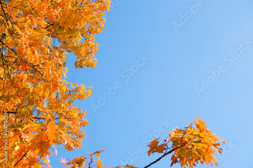 Autumn background. Yellow orange red leaves on a tree against the blue sky. Bright yellow leaves on autumn birches