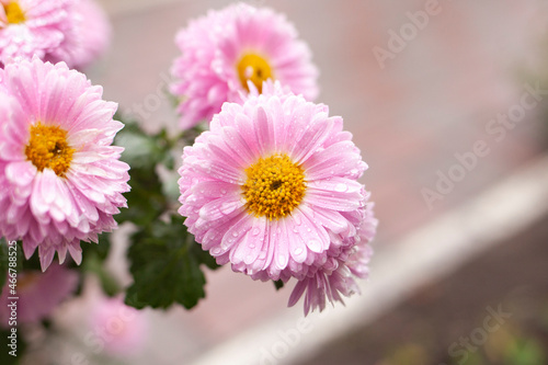 close up of pink flower