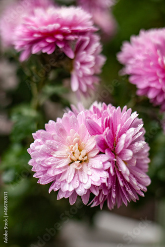 pink chrysanthemum flower