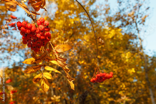 Rowan berries growing on a tree on a beautilful autumn day