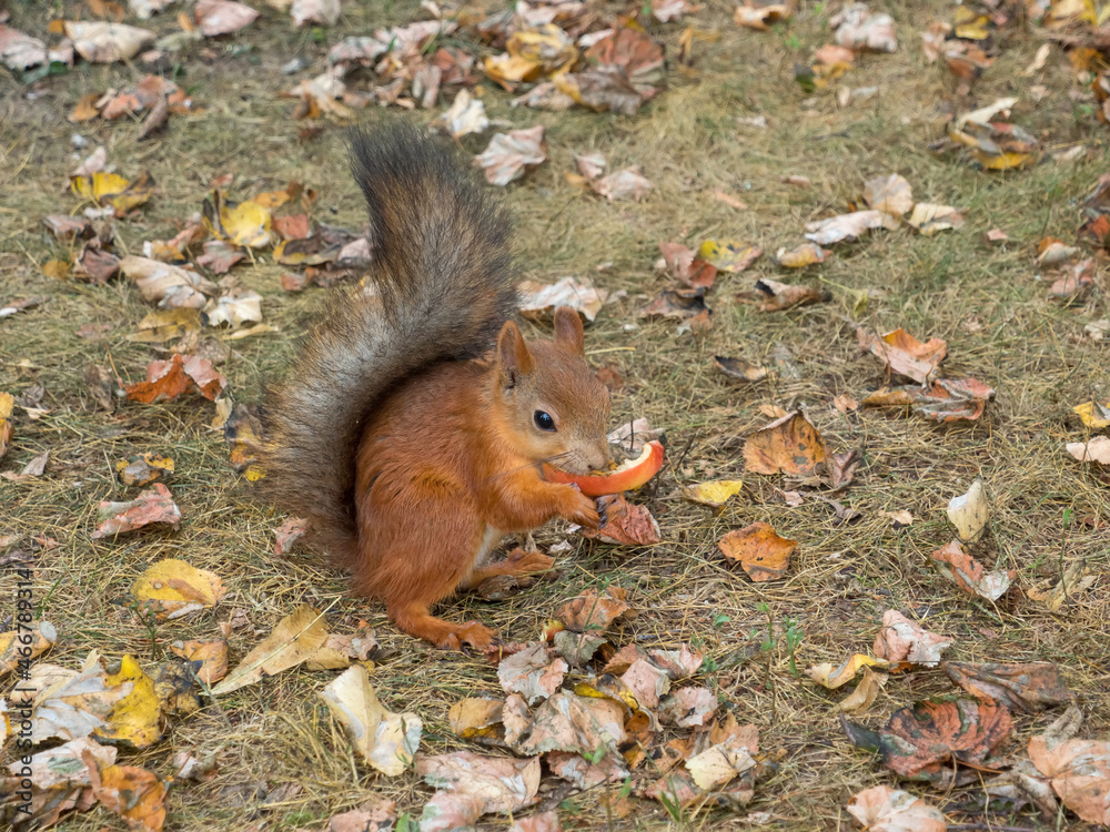 Fox Squirrel eating nuts in Autumn
Fox Squirrel eating nuts in Autumn